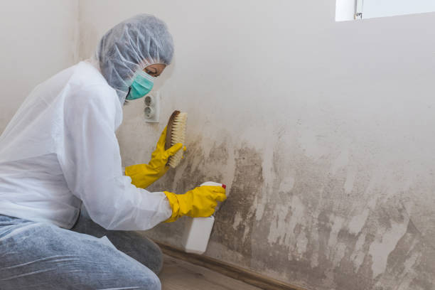 Best Attic Mold Remediation in Elko New Market, MN